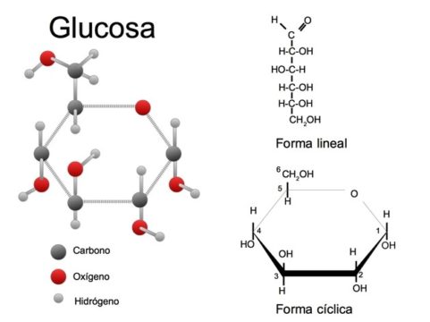 Monosacárido - glucosa