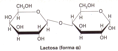 Disacárido - Lactosa