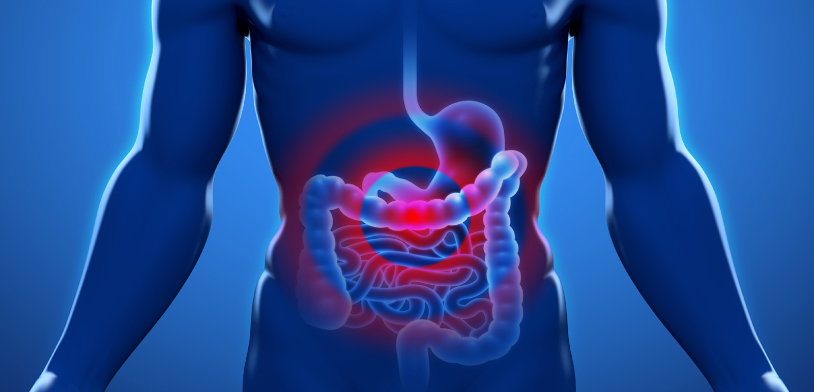 En este momento estás viendo El sistema digestivo: funciones y órganos