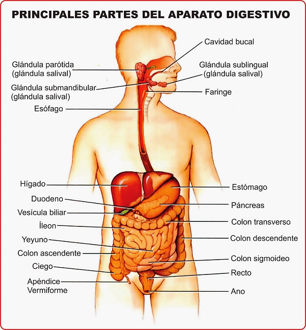 El sistema digestivo: funciones y órganos 1
