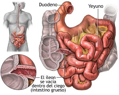 El sistema digestivo: funciones y órganos 6