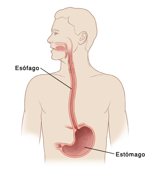 El sistema digestivo: funciones y órganos 4