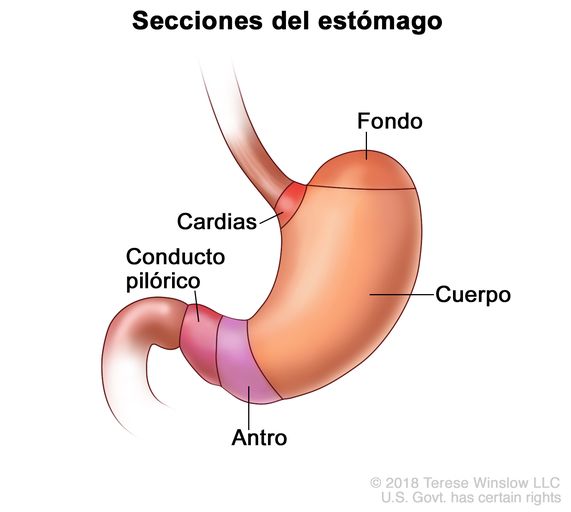 El sistema digestivo: funciones y órganos 5