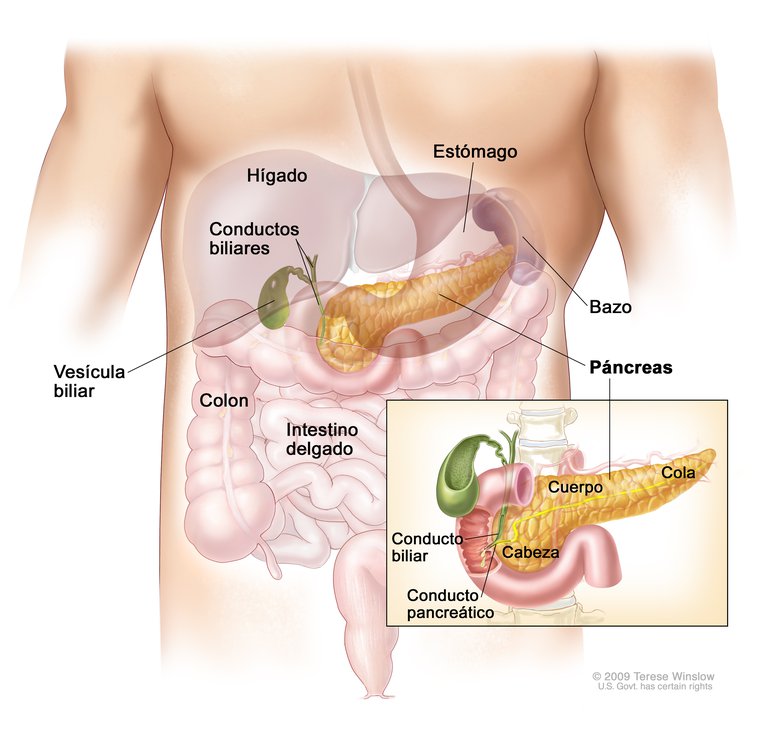 Órganos accesorios del sistema digestivo humano 3